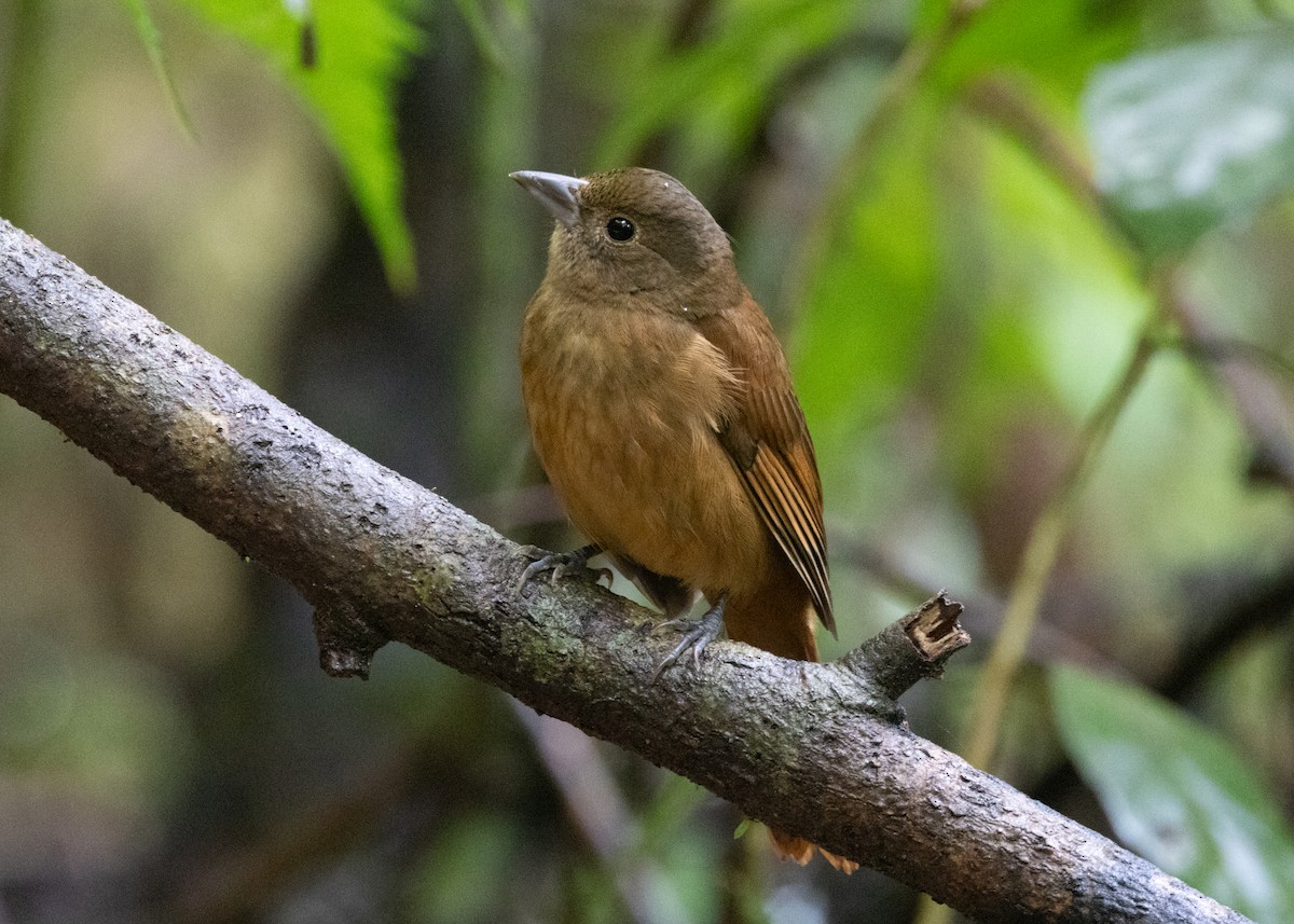 Ruby-crowned Tanager - ML619694345