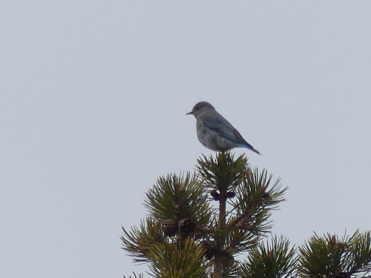 Mountain Bluebird - ML619694354