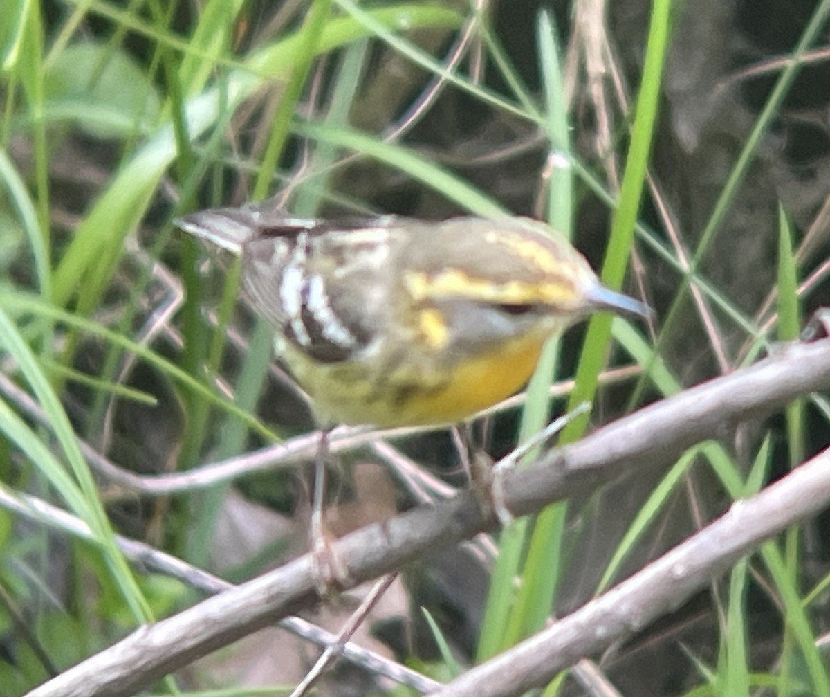 Blackburnian Warbler - ML619694362