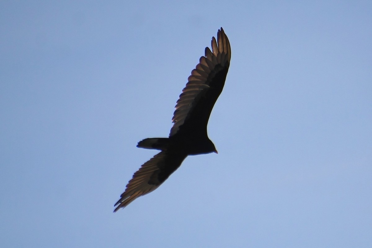 Turkey Vulture - ML619694365