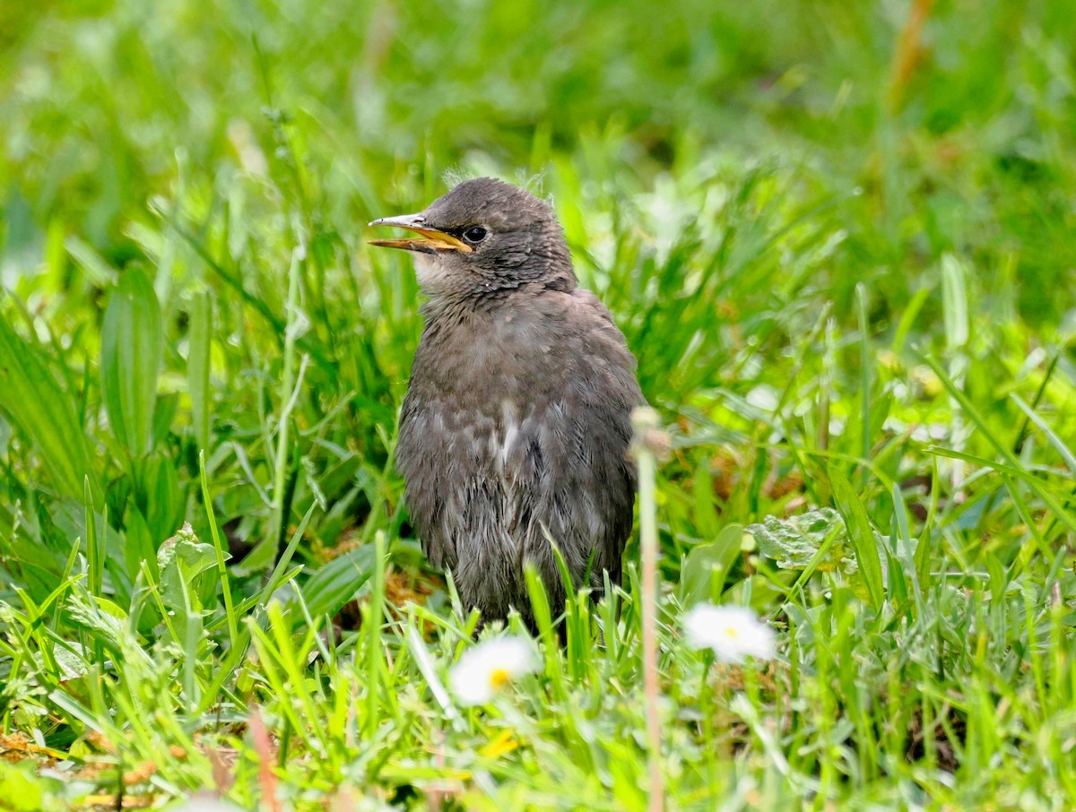 European Starling - ML619694368