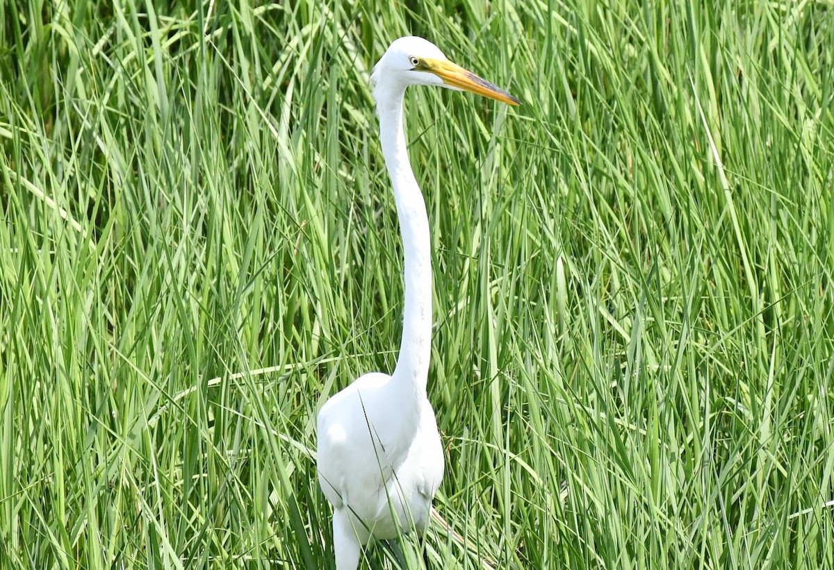 Great Egret - ML619694369