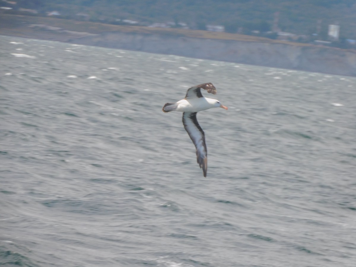 Black-browed Albatross - ML619694383