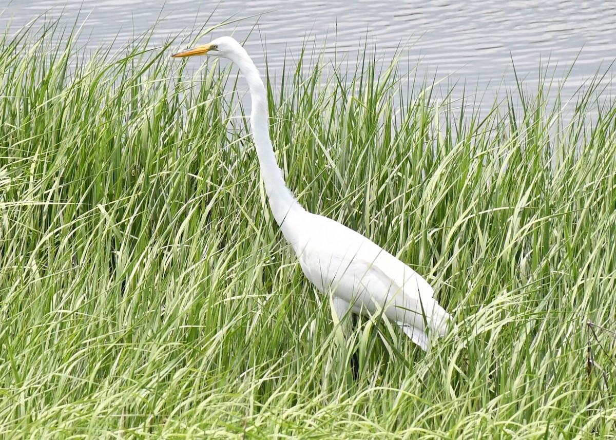 Great Egret - ML619694387