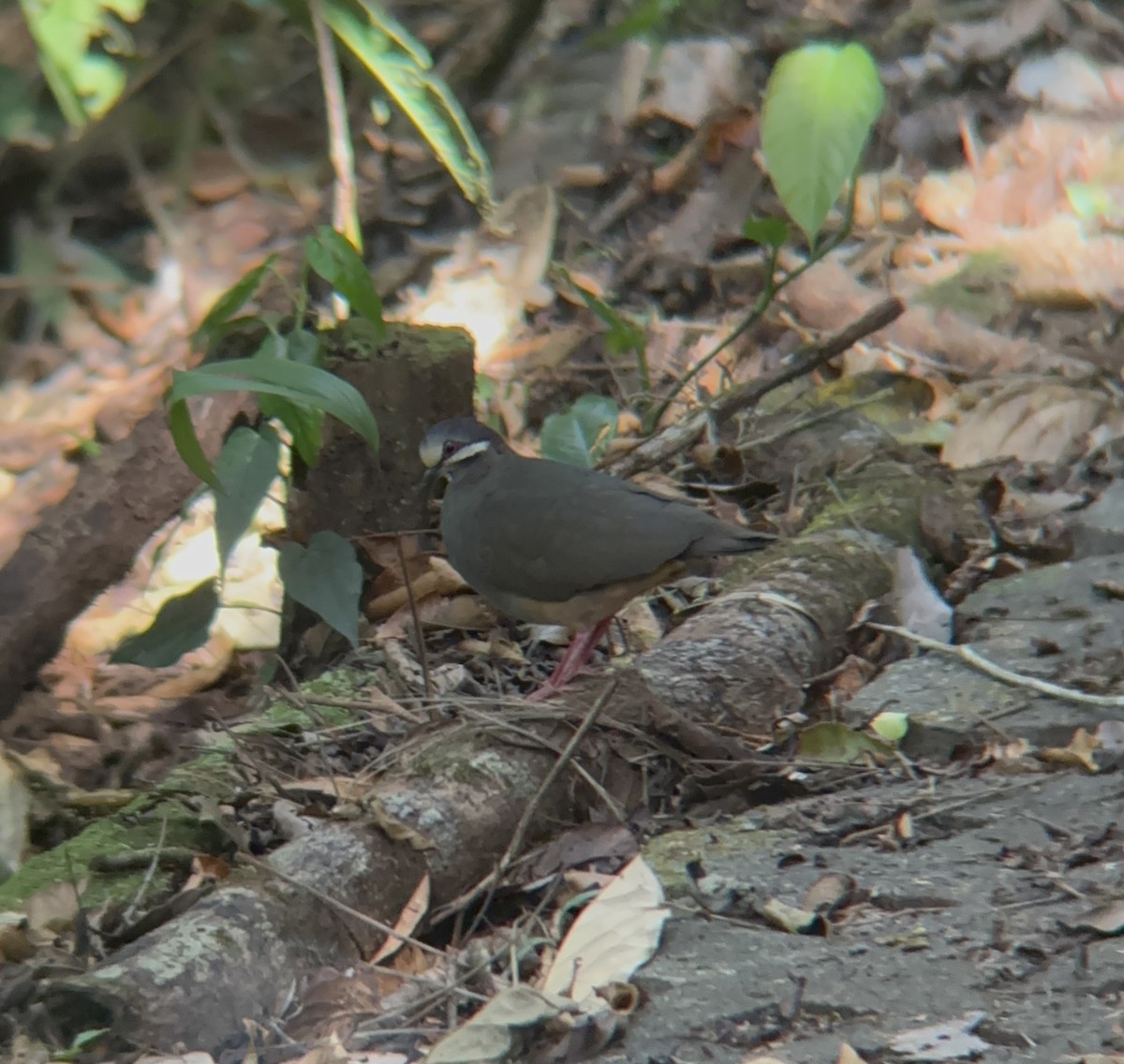 Olive-backed Quail-Dove - ML619694417