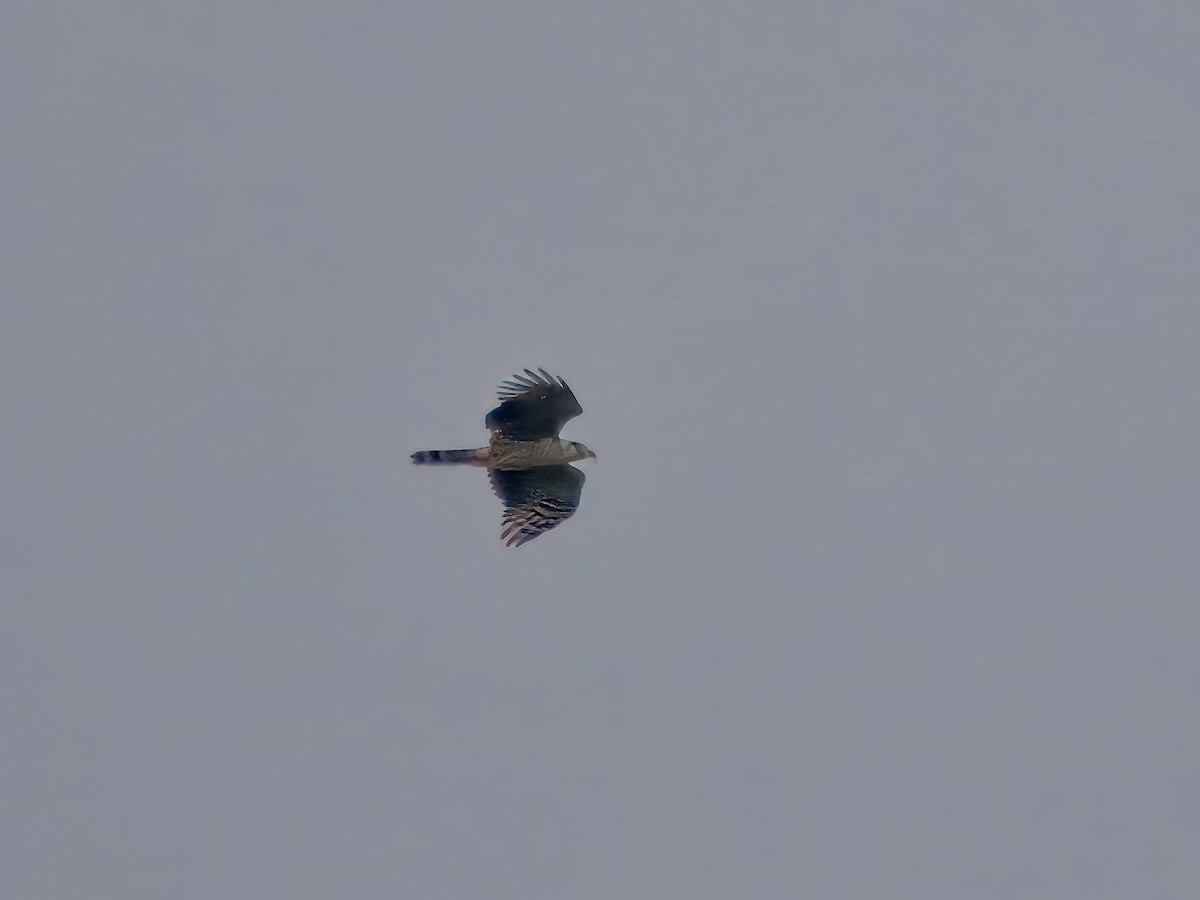 Hook-billed Kite - ML619694442