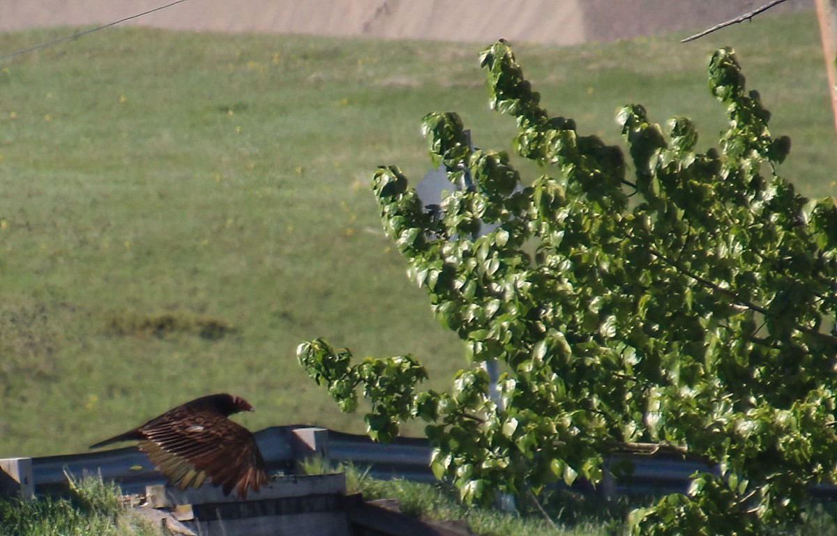 Turkey Vulture - ML619694450