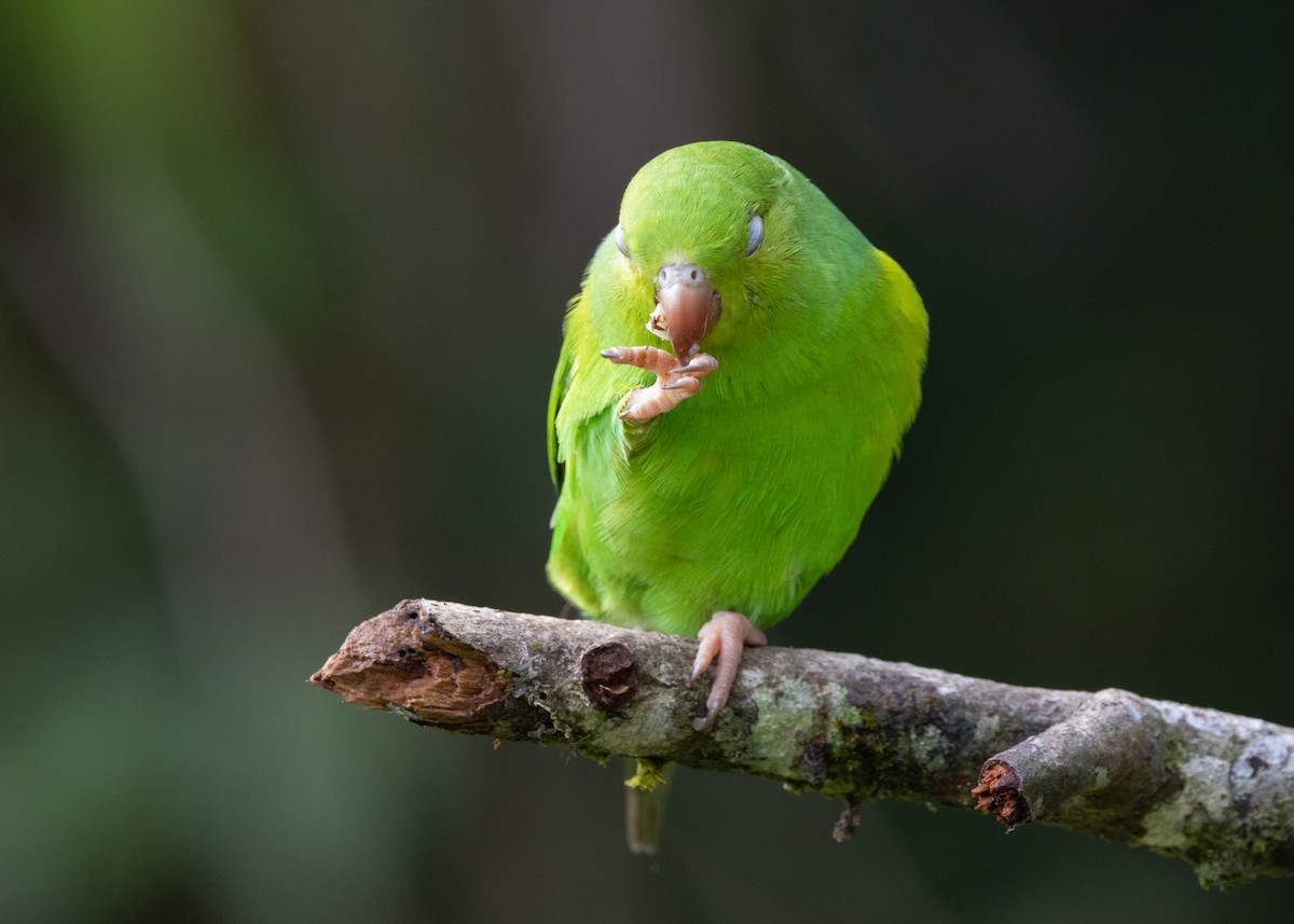 Plain Parakeet - ML619694451