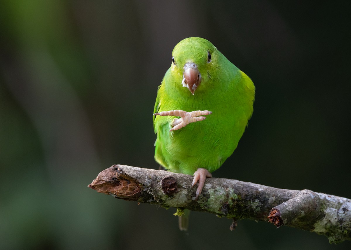 Plain Parakeet - ML619694454