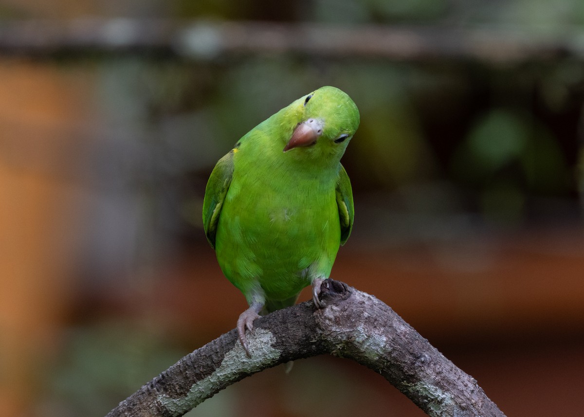 Plain Parakeet - ML619694455