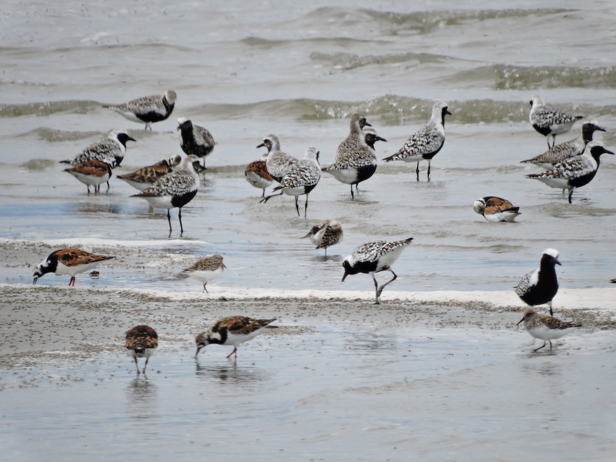 Black-bellied Plover - ML619694475