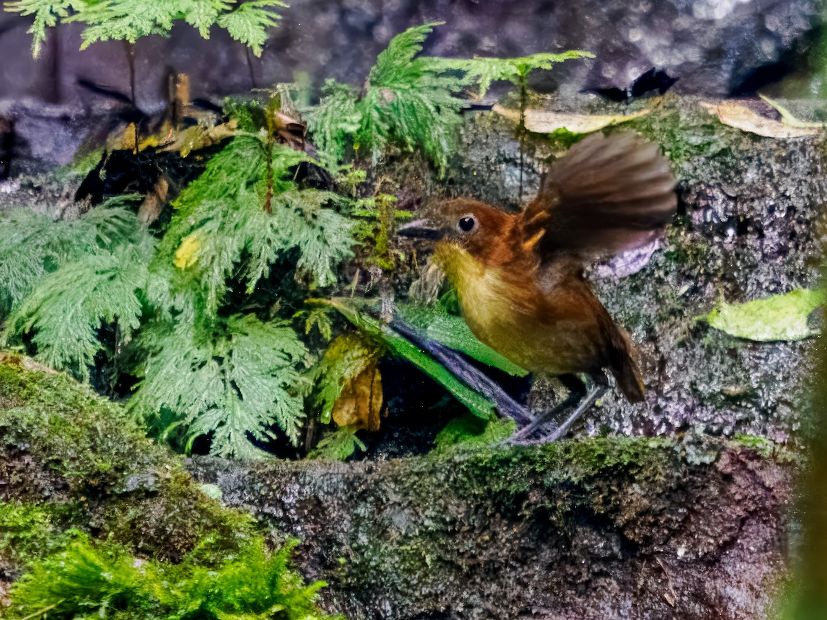 Yellow-breasted Antpitta - ML619694479