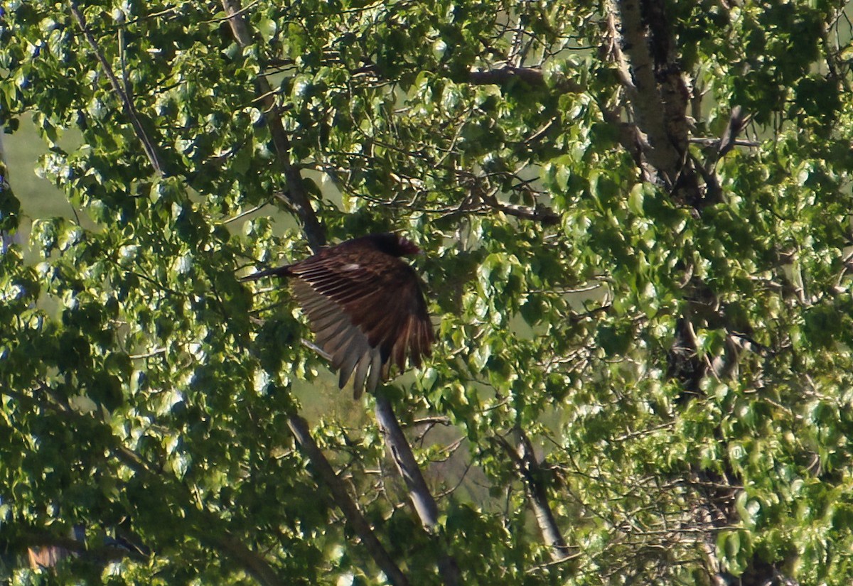 Turkey Vulture - Elaine Cassidy