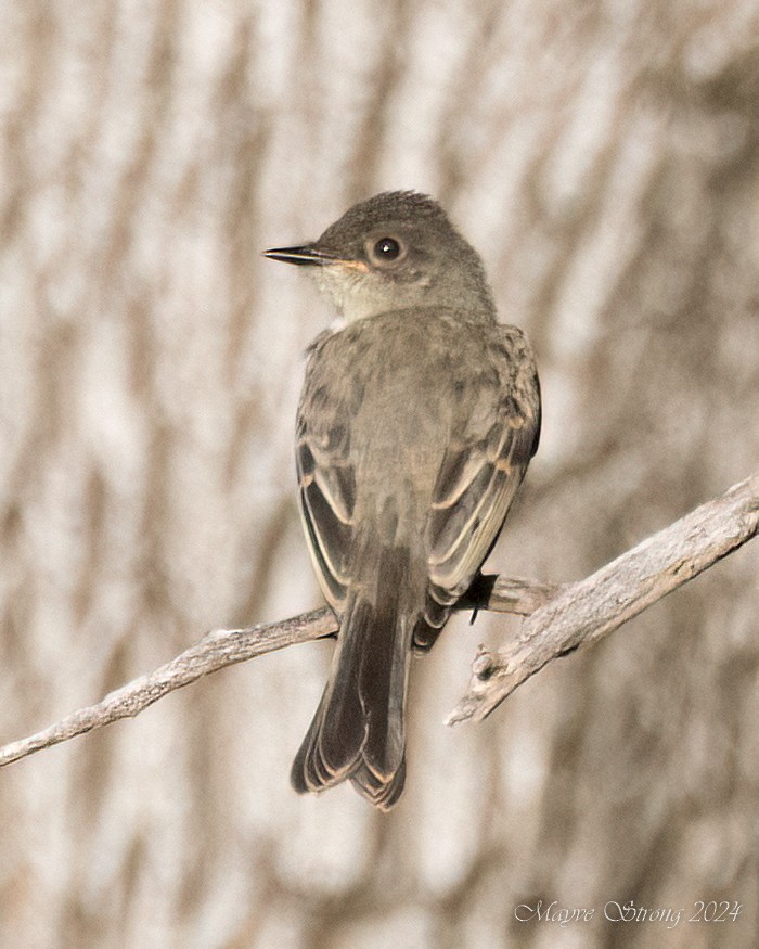 Eastern Phoebe - ML619694506