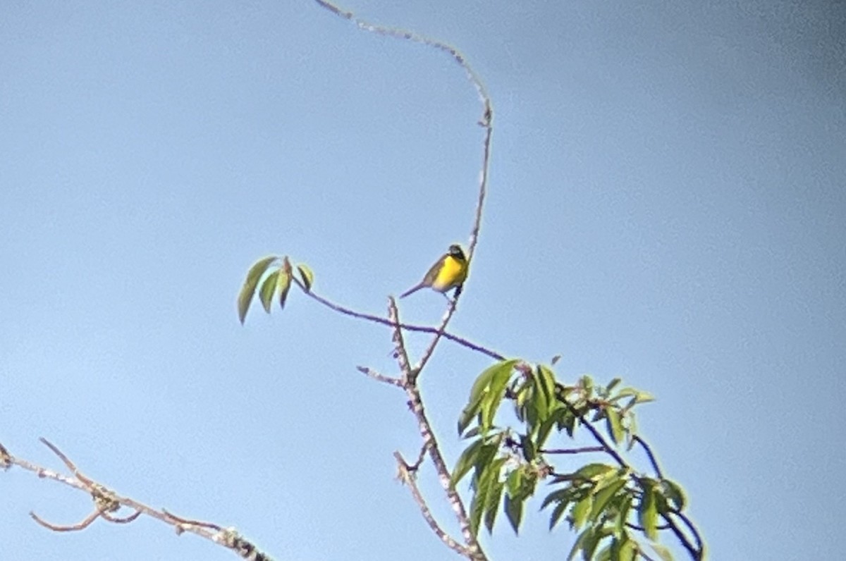 Yellow-breasted Chat - ML619694508