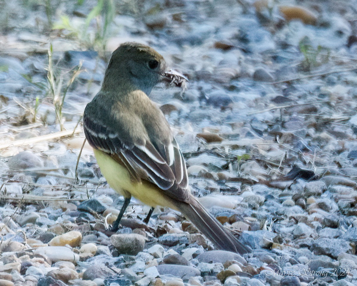 Great Crested Flycatcher - ML619694517
