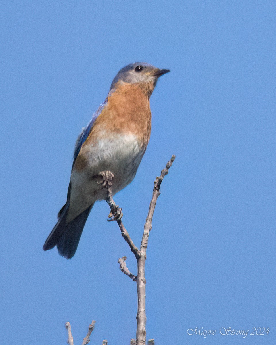 Eastern Bluebird - ML619694530