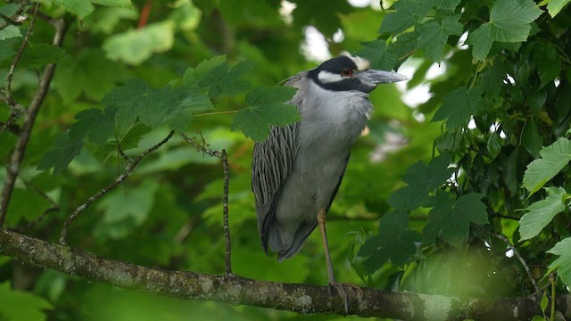 Yellow-crowned Night Heron - ML619694532