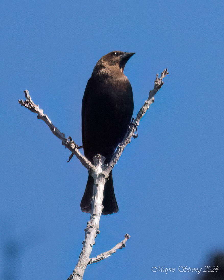 Brown-headed Cowbird - ML619694536