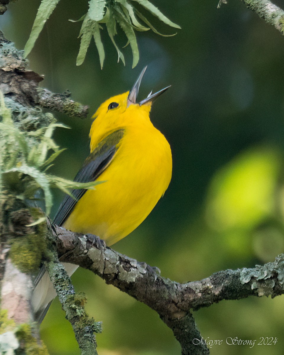 Prothonotary Warbler - ML619694541