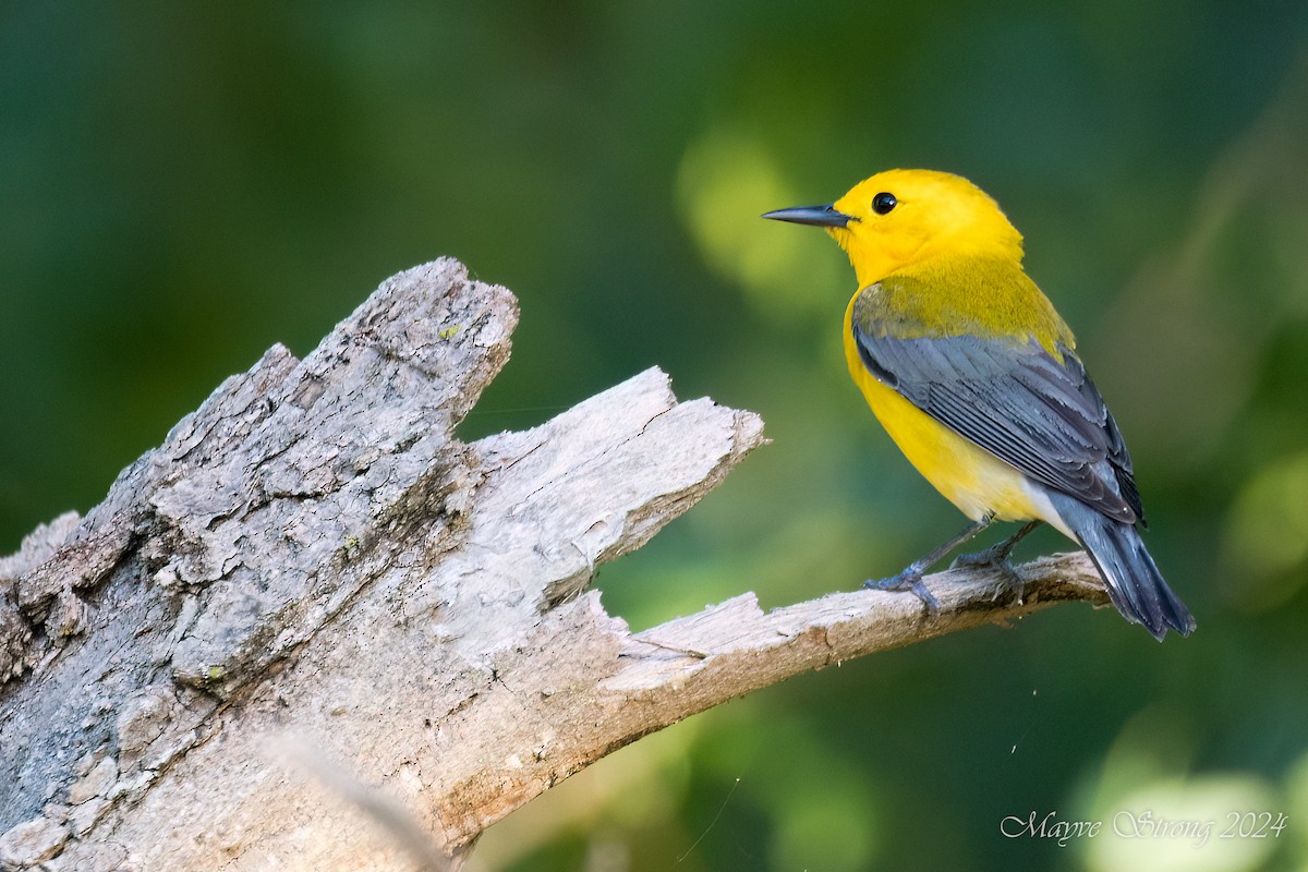 Prothonotary Warbler - ML619694542