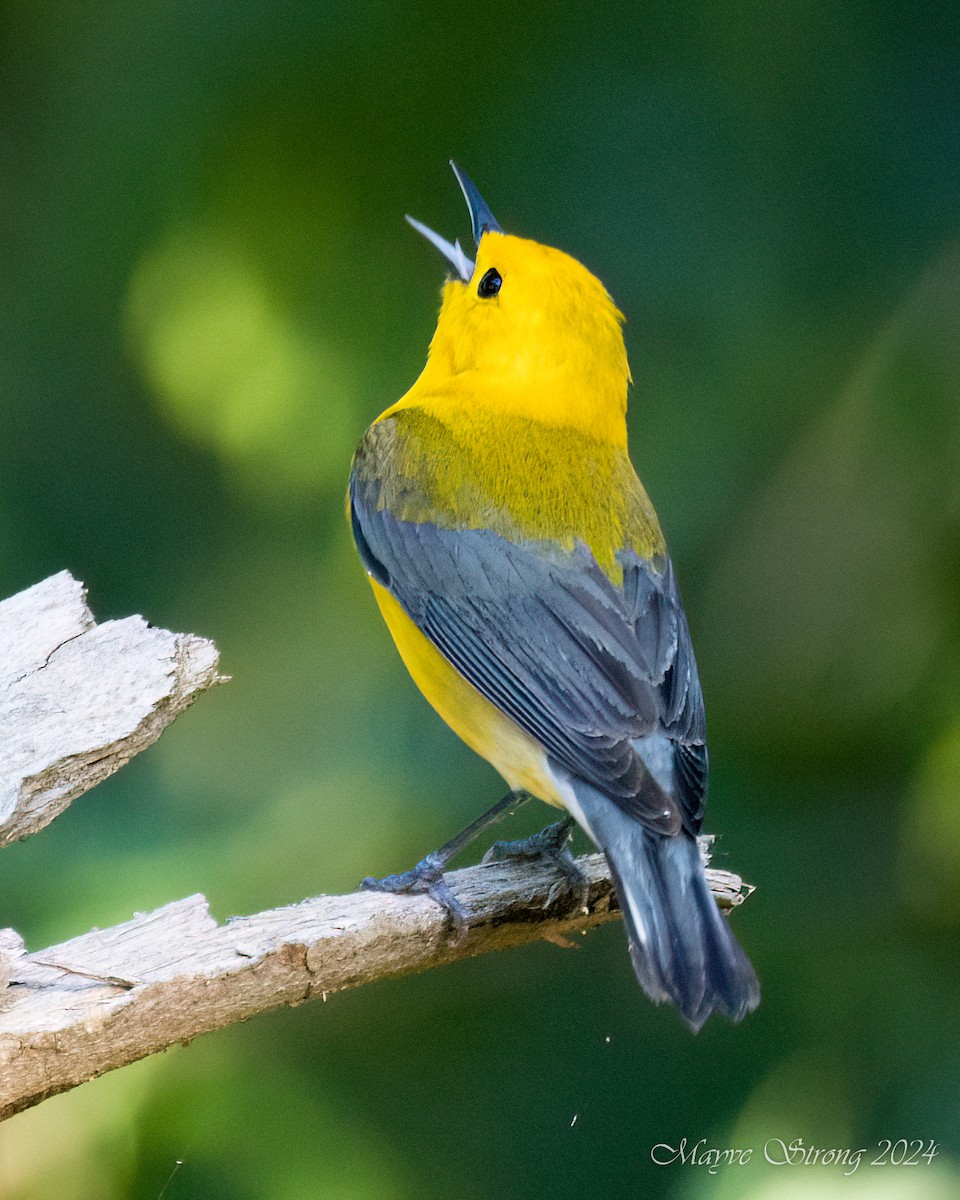Prothonotary Warbler - ML619694543
