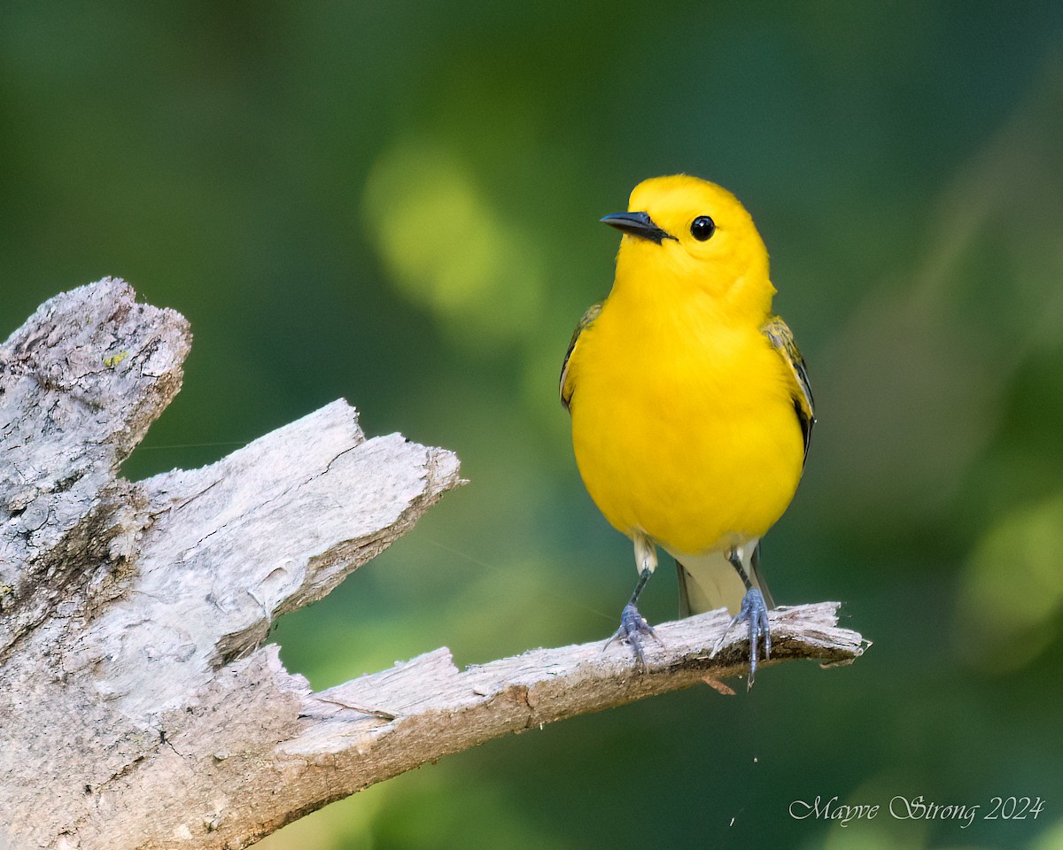 Prothonotary Warbler - ML619694544