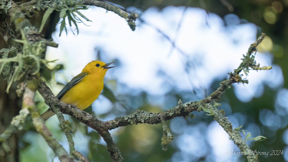Prothonotary Warbler - ML619694545