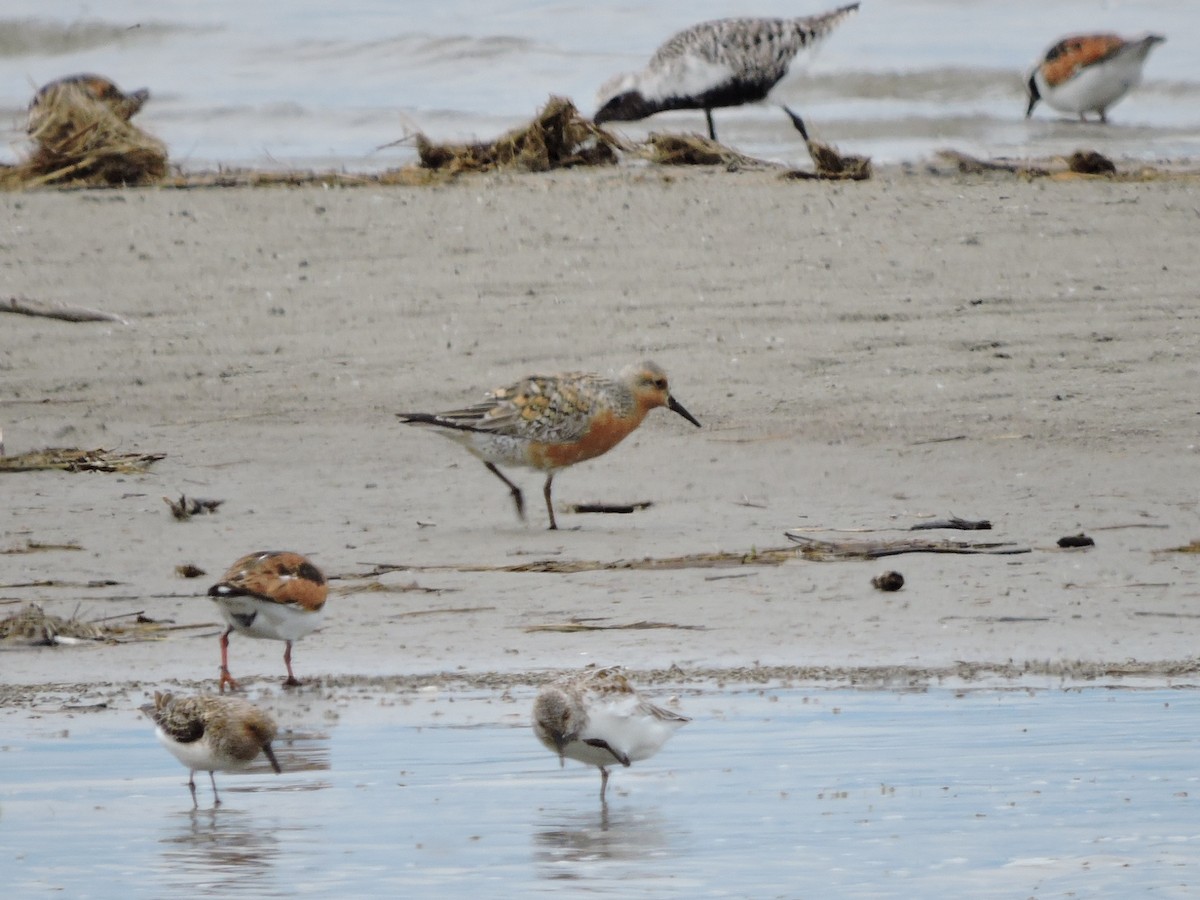 Red Knot - ML619694555