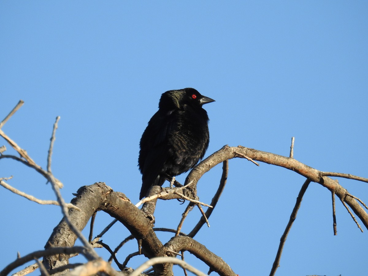 Bronzed Cowbird - ML619694565