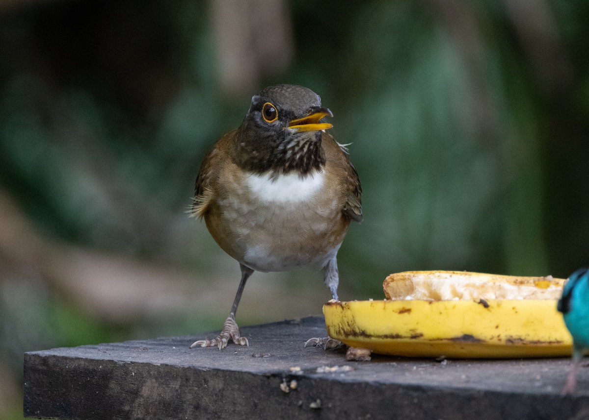 White-necked Thrush - ML619694568