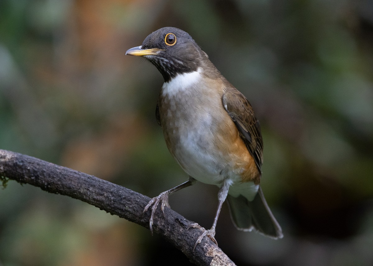 White-necked Thrush - ML619694572