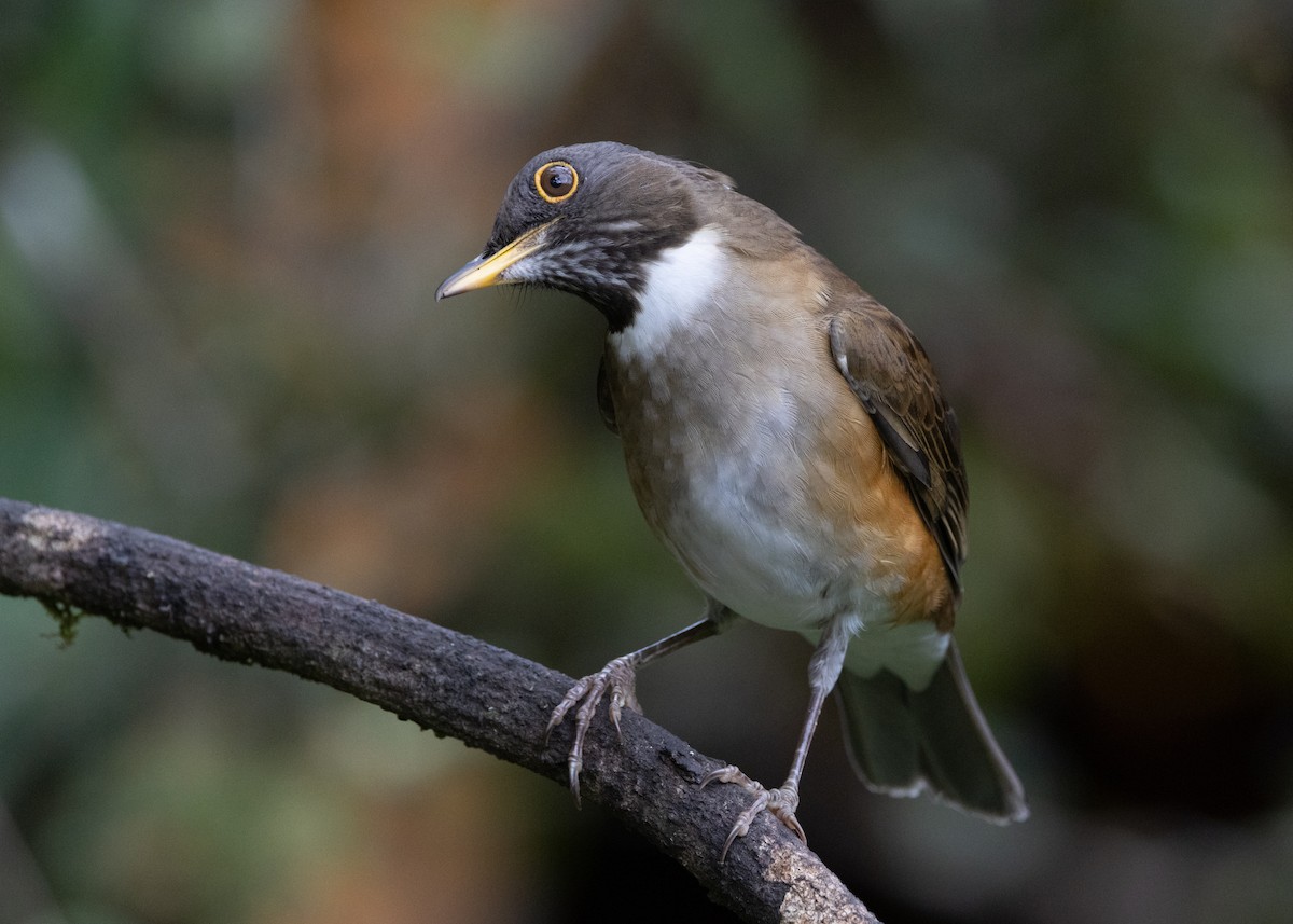 White-necked Thrush - ML619694574