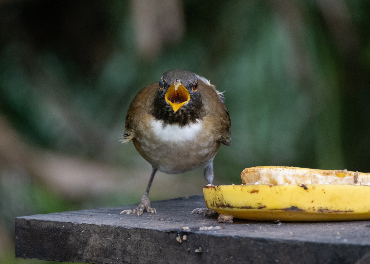 White-necked Thrush - ML619694575