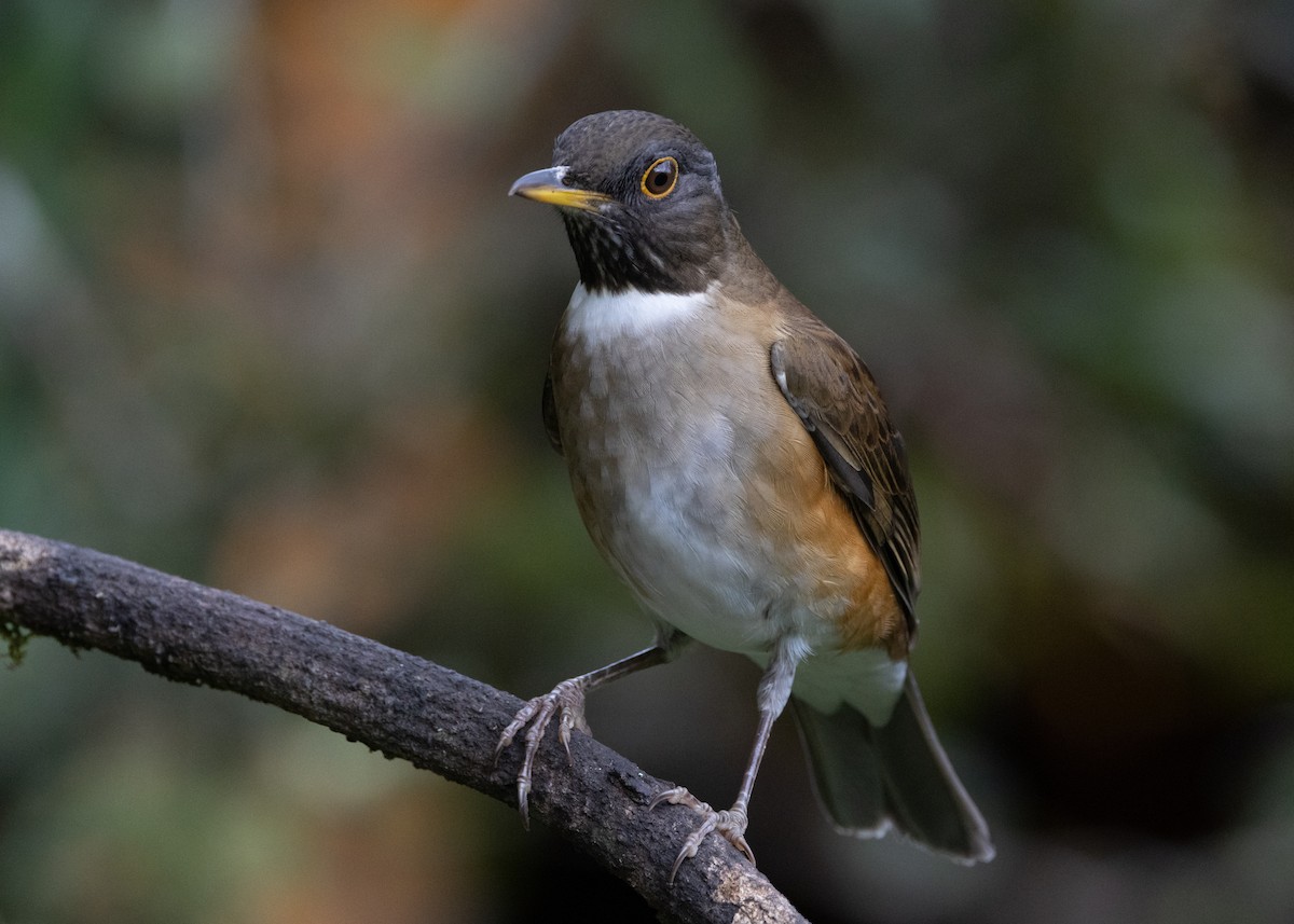 White-necked Thrush - ML619694576