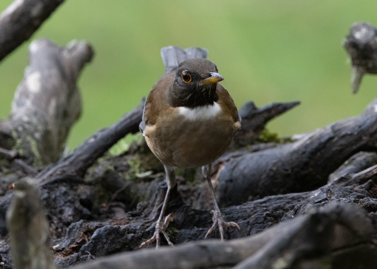 White-necked Thrush - ML619694577