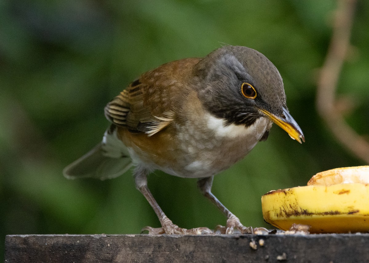 White-necked Thrush - ML619694581