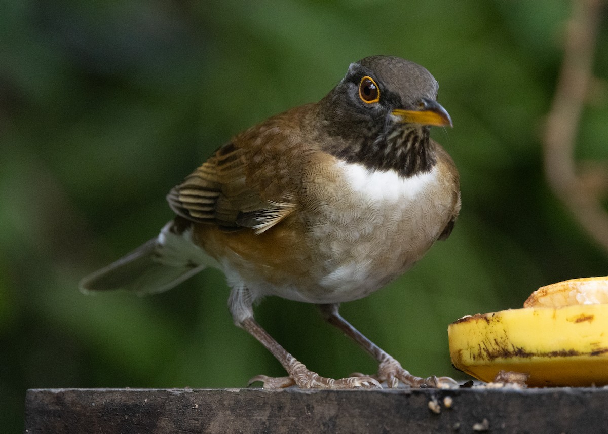 White-necked Thrush - ML619694583