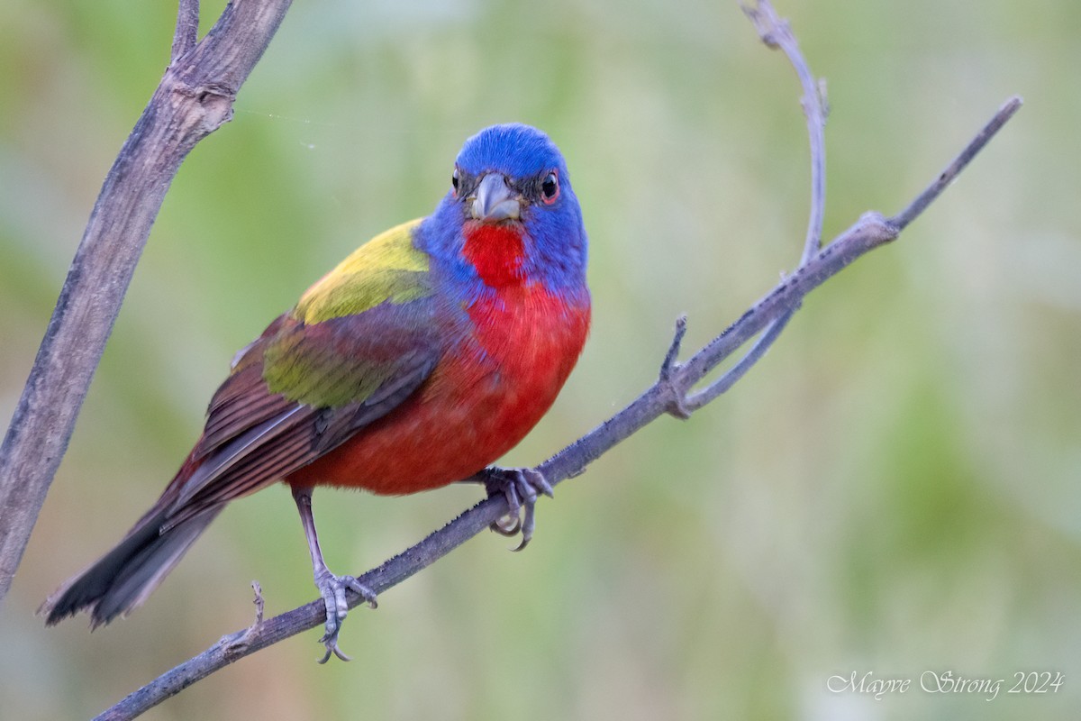 Painted Bunting - ML619694586