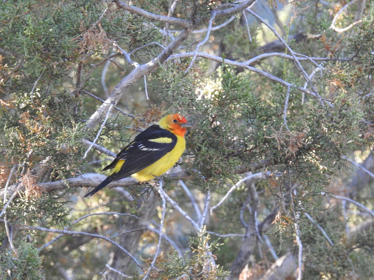 Western Tanager - ML619694590