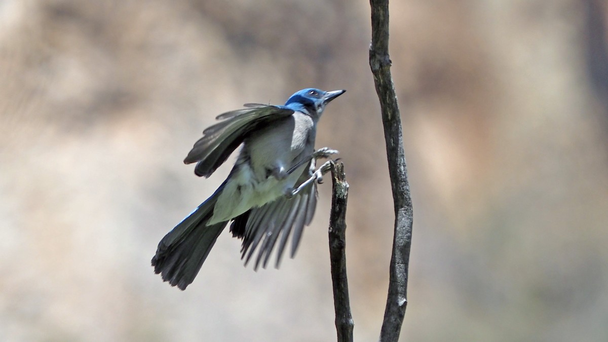 Mexican Jay - Andrew McCormick