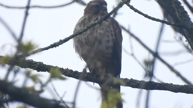 Broad-winged Hawk - ML619694636