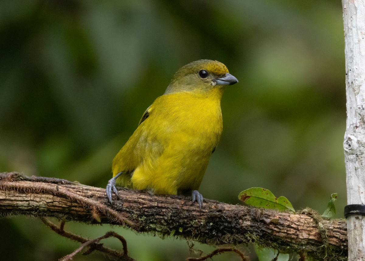 Violaceous Euphonia - Silvia Faustino Linhares