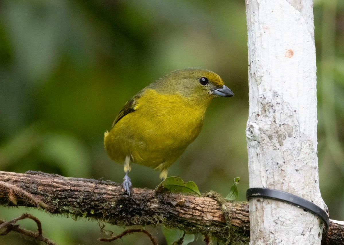 Violaceous Euphonia - ML619694676