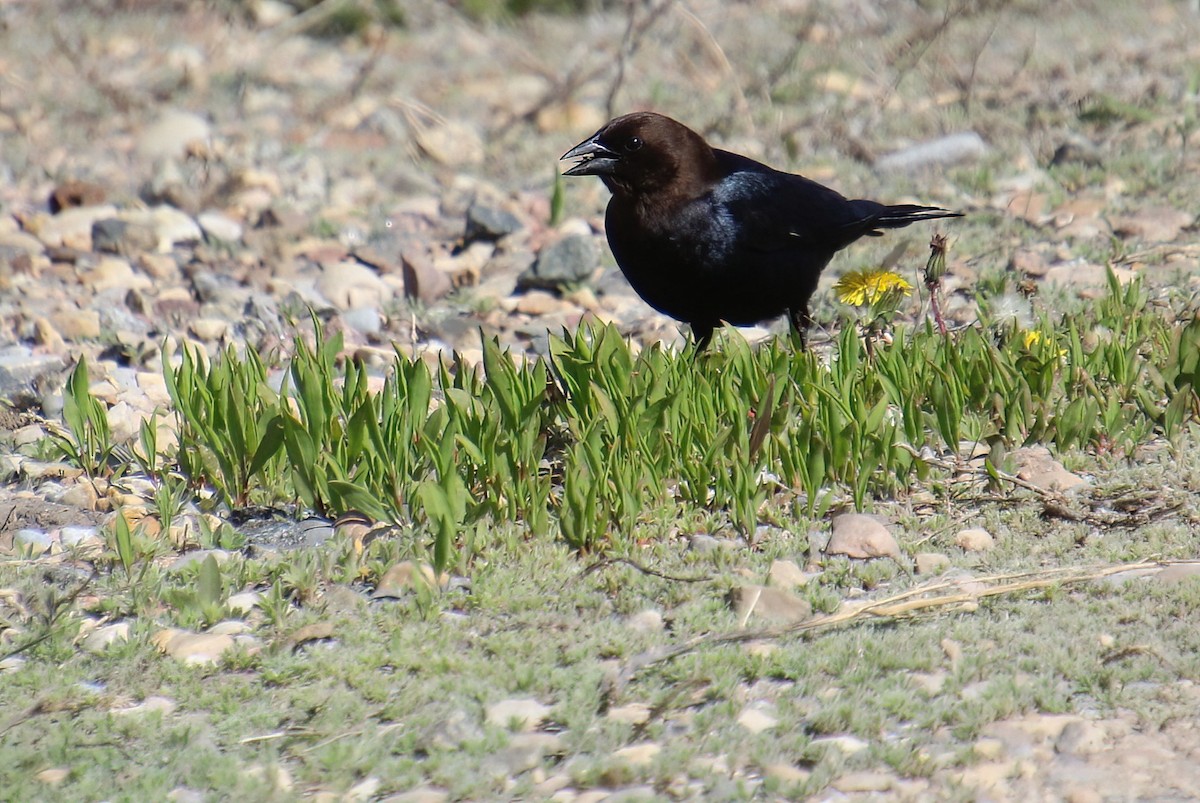 Brown-headed Cowbird - ML619694681