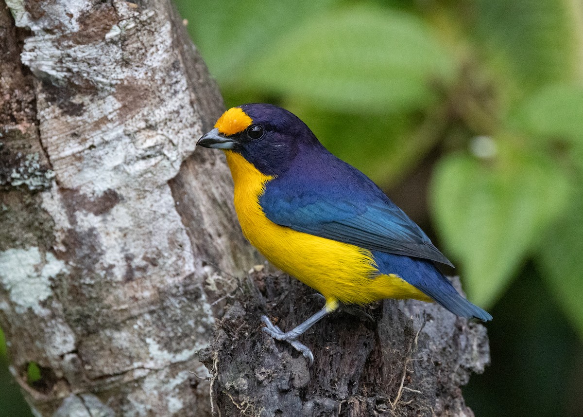 Violaceous Euphonia - Silvia Faustino Linhares