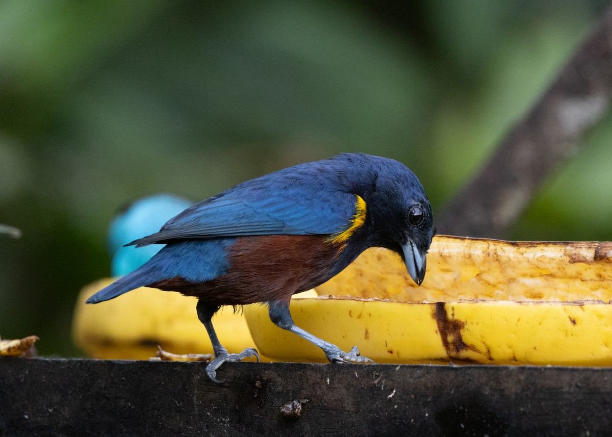 Chestnut-bellied Euphonia - ML619694697