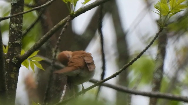 ビリーチャツグミ - ML619694710