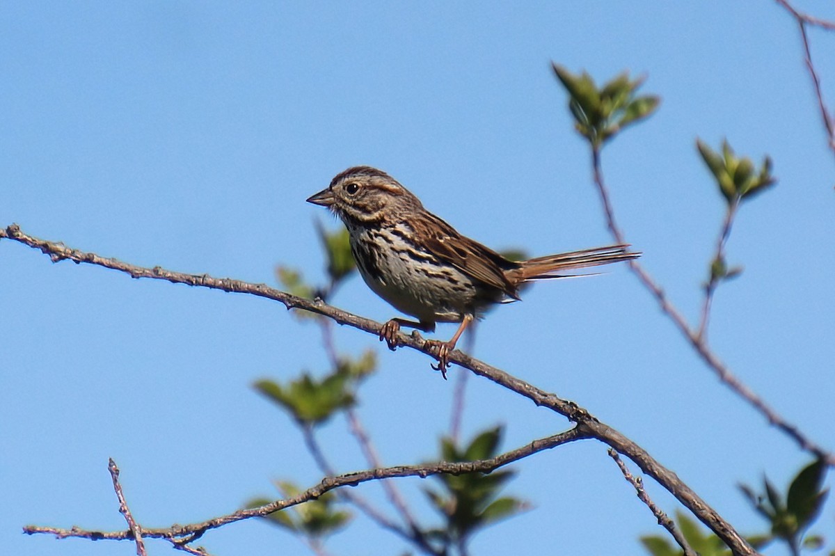 Song Sparrow - ML619694721