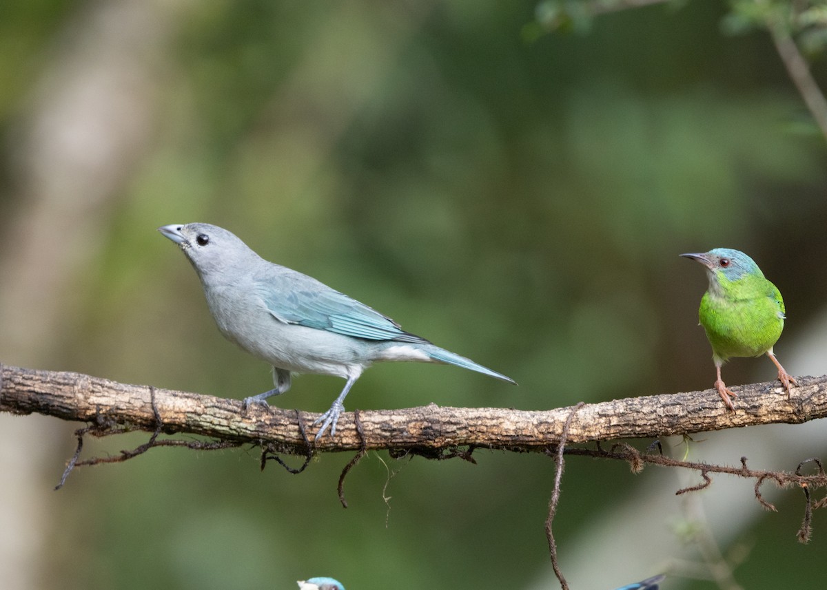 Sayaca Tanager - ML619694725